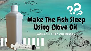 Aquaculture Chemistry Series | Make The Fish Sleep Using Clove Oil