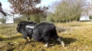 Truffle pig