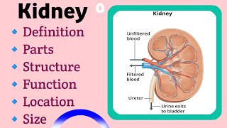 Kidney | definition of kidney | part of kidney | function of kidney | kidney anatomy and physiology