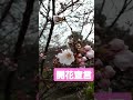 交野市　樹木葬　桜　永代供養つき　 shorts