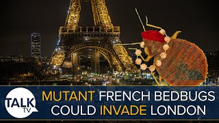 MUTANT French Bed Bugs Could Invade UK As Infestations Soar In Paris