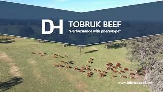 Tobruk Poll Herefords | Performance with phenotype