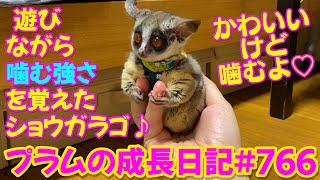 【遊びながら噛む強さを覚えるショウガラゴ プラム＆ぱんじろうの遊び方♡】Bushbaby Plum's Growth Diary ショウガラゴ プラムの成長日記 766