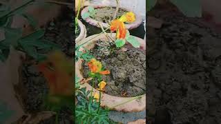 কসমস ফুলের বীজ কখন নিতে হবে ||cosmos flower plant ||#shorts