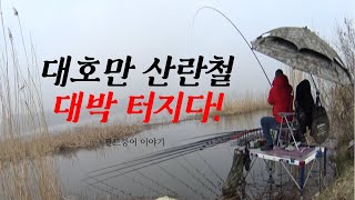 대호만 산란철 대박!!