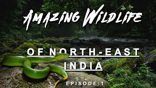 Amazing Wildlife I Northeast India I EP:01 I HD Documentary I Sumit WildlifeSaver