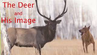 Learn 4000 essential english words P2 unit 4 | The Deer and His Image | Audiobook