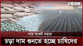 পঞ্চগড়ে সার সংকট চরমে চড়া দাম গুনতে  হচ্ছে চাষিদের | Fertiliser Crisis | News | Desh TV