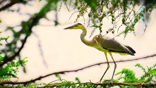 【Seasons Through Birds’ Eyes】Chushu：The heat is gradually dissipating and the daylight is just right