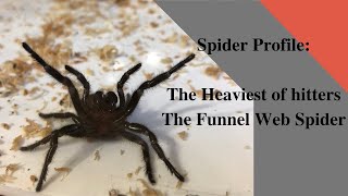 Spider Profile: How dangerous are Australian Funnel web Spiders?