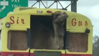 Dancing camel spotted in traffic