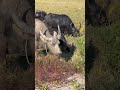 動物動画 子牛と一緒に草を探すために集まるバッファロー animals buffalo