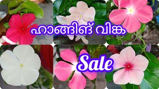 ഹാങ്ങിങ് വിങ്ക ചെടികൾ sale @villagelife74