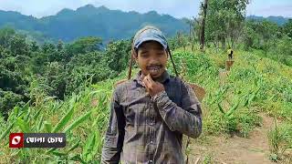 বান্দরবানের পাহাড়ে জুমের ফসল তোলা শুরু || Jum Harvesting In The Hills Of Bandarban || KHOLA CHOKH ||