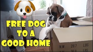 Free Dog to a Good Home 🐶 (WK 359.6) | Bratayley