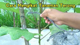 Cara mengikat tanaman terong