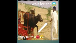 Buffalo unloading from truck.Angry buffalo unloading #viral #youtube