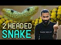 2 Headed Snake ??? I Animal World With Aun