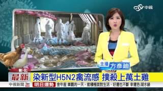 染新型H5N2禽流感 彰化撲殺上萬土雞│中視新聞 20151226