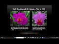 Mitch Schneider on the Kalidescope of Colors in Cattleya Orchids