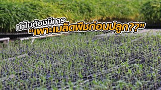 ทำไมต้องมีการเพาะเมล็ดพืชก่อนปลูก?