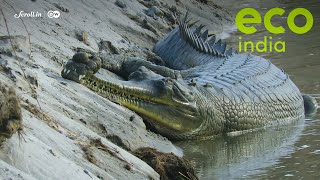 Eco India: How India's critically endangered gharial bounced back from the brink of extinction