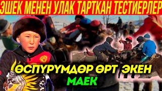 КЫРГЫЗДЫН КЕЛЕЧЕГИ УШУЛАР!!! /// ЭШЕК УЛАК /// МАЕК... /// Болотбек Ысабек уулу