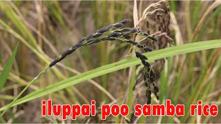 இலுப்பைப்பூ சம்பா அரிசியின் மருத்துவ பலன்கள் | iluppaipoo samba rice medicinal benefits