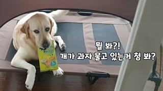 너무 당당해서 사람 헷갈리게 만드는 강아지