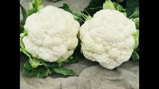 (CAULIFLOWER FARMING) ਵਧੀਆ ਕਮਾਈ ਲਈ ਇਵੇ ਕਰੋ ਗਰਮੀਆਂ ਵਾਲੀ ਫੁਲ ਗੋਬੀ ਦੀ ਖੇਤੀ,ਵਰੈਇਟੀ,ਖਾਦਾਂ,ਸਪਰੇਹਾਂ