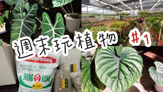 週末玩植物🍃1｜大溪花市｜聊西瓜普洛、絨葉觀音蓮｜幫普洛換盆｜扦插白泉黃金葛