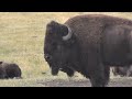 these incredible yellowstone bison