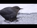 american dipper winter 4k