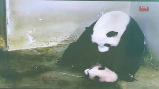 20211125 Giant Panda Jia Jia \u0026 Le Le - Time to love, hugs \u0026 kisses (Part 4) @River Wonders Singapore