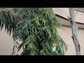 rapid growth tips of growing ashoka tree polyalthia longifolia