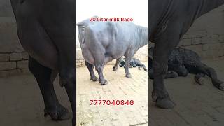 20 Litar milk Rade Buffalo #murrahbuffalodairyfarm #buffalo #dairyfarming