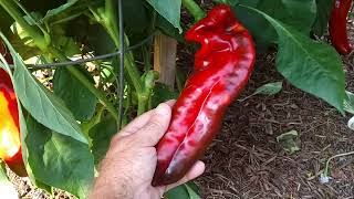 Giant Marconi pepper forest over 7 ft tall Sept 15 -2022