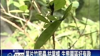 生態園區 美麗蝴蝶翩翩飛舞－民視新聞