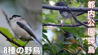 10月31日 クロツグミが来た 都内公園探鳥