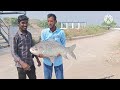 fishing big katla fish fishing chara fishing video