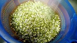 Homegrown Mung Bean Sprouts ( Munggo Toque)