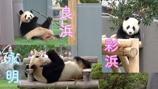 🌸パンダの親子、朝の様子♪🌸Giant Panda -Rauhin,Saihin \u0026 Eimei in Adventure World,Wakayama,Japan