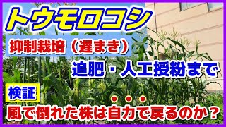 【検証】トウモロコシは風で倒れても自力で戻るのか？／アワノメイガ対策途中経過／抑制栽培（遅まき）の追肥・土寄せ・人工授粉／台風対策／ミラクルゴールド／とうもろこし栽培／家庭菜園