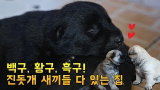 새까만 진돗개가 새까만 아가들을 낳았다!!  [진돗개패밀리]