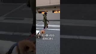 リードの引っ張り癖を治したい保護犬たけし君のトレーニング相談を受けました！　#柴犬雑種　#保護犬トレーニング　#犬ふれあいカフェ大阪　#ドッグトレーニング大阪 #ペット就労移行支援　#시바믹스