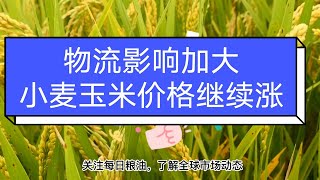 美國玉米到港完稅成本已跌至3000元/噸！各地出現不同物流問題導緻小麥玉米價格持續上漲！【每日觀察】