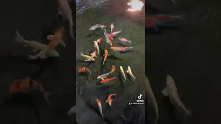 The difference between pet store koi and Breeder koi