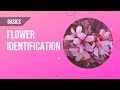 Basics of Flower Identification