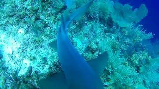 Scuba diving the Belize barrier reef reserve system - Have you seen him?