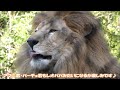 2023 10 18🐾とくしま動物園🐾平和トリオの父レオ君🦁